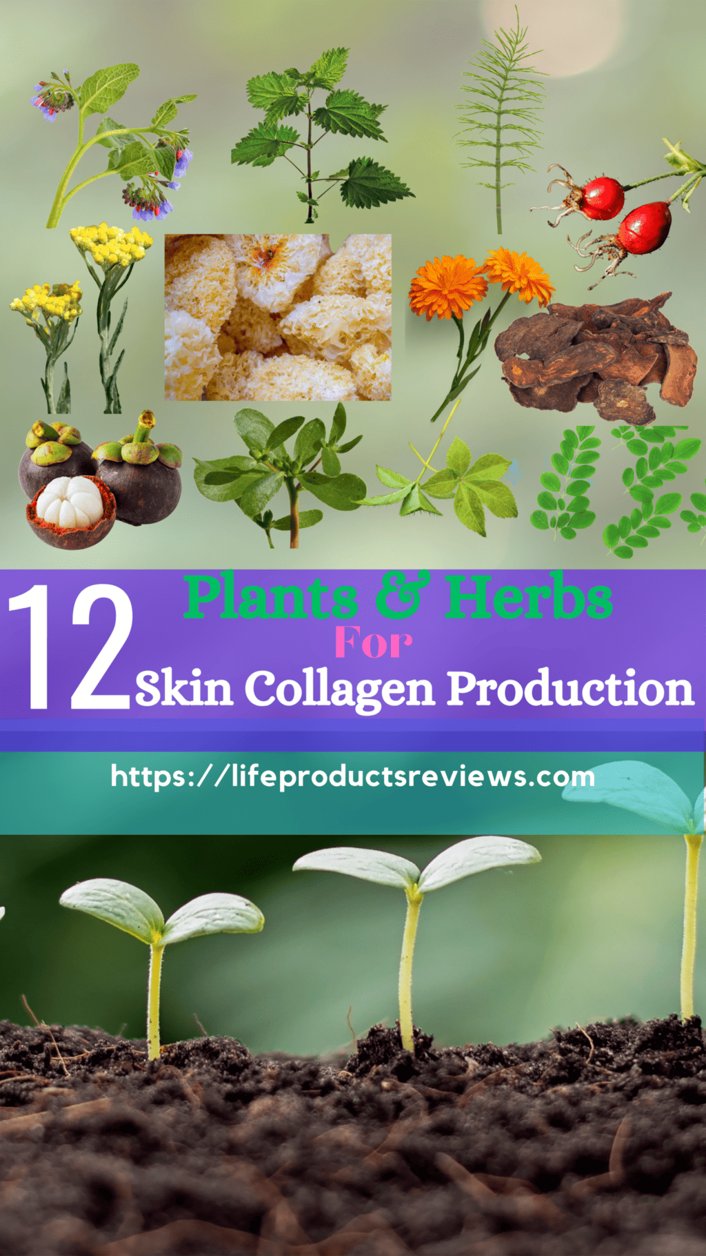 12 Plants & Herbs for Skin Collagen production