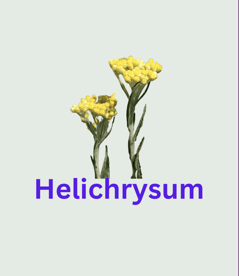 helichrysum wound healing plant